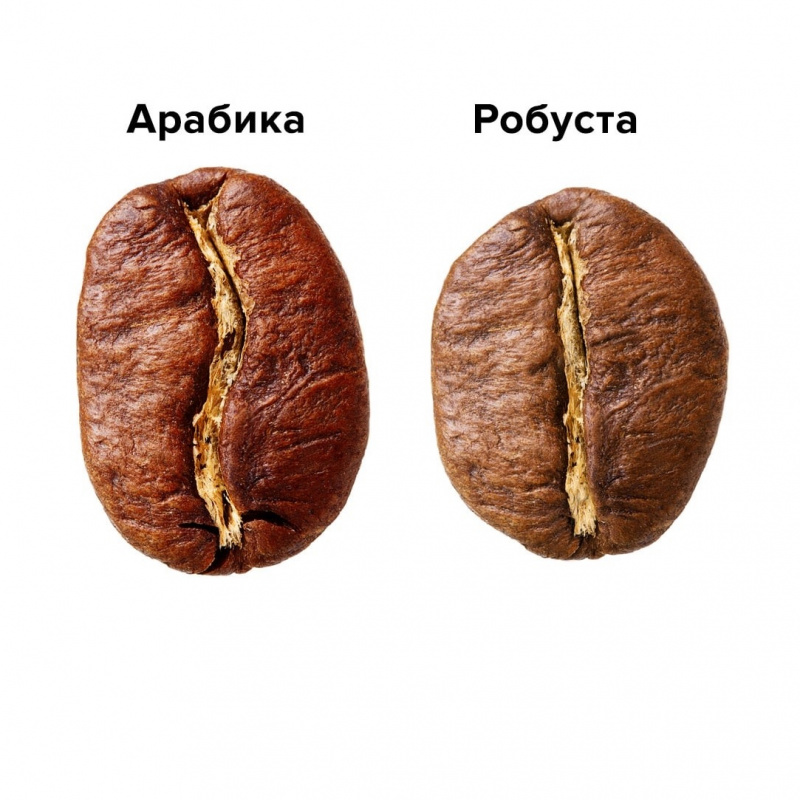 Арабика или Робуста. В чем разница?