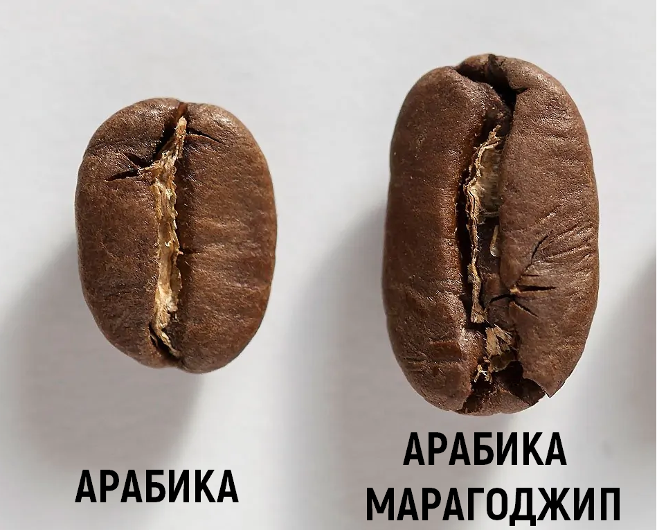 Арабика и Марагоджип.png