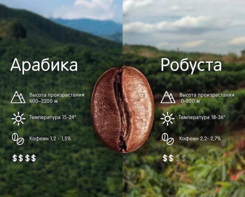 Сравнение арабики и робусты зерна